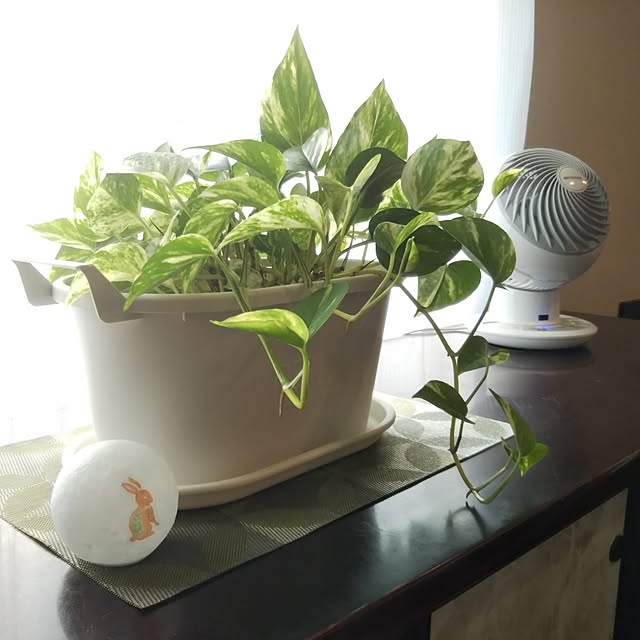 My Shelf,買ってよかったもの,観葉植物初心者,観葉植物のある暮らし,ポトス水栽培,イベント投稿(2枚)です,サーキュレーターで循環,ポトス happyの部屋