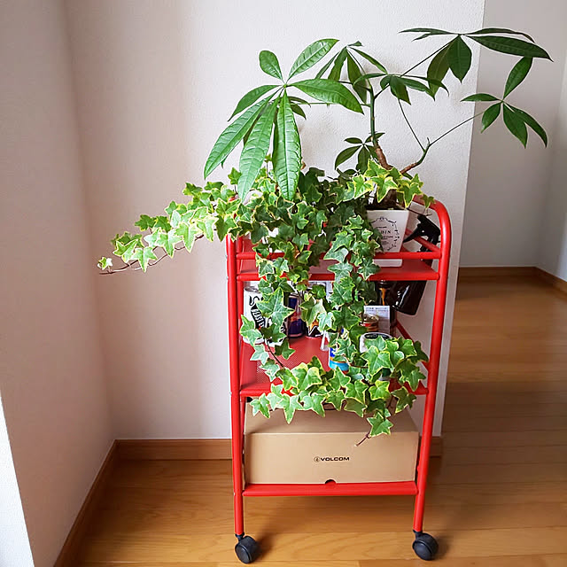 おすすめ室内用観葉植物100選 大型や小型の飾り方など Roomclip Mag 暮らしとインテリアのwebマガジン