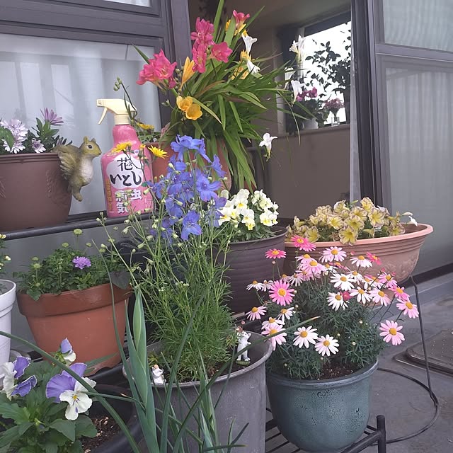 Lounge,花,ベランダ,ガーデニング,出窓,癒し,マンション,ベランダガーデン,角部屋,春,花のある暮らし,療養中,開花記録,アースガーデン,病害虫対策,複数投稿,茶トラ小夏,本調子に向けて,アース製薬モニター投稿 NOAHの部屋