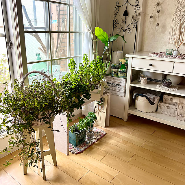 Overview,モニター　3,観葉植物,多肉植物,植物のある暮らし,虫対策,観葉植物のある暮らし,いつも 素敵✨なコメントありがとう❤️,フォロワー様に感謝❤️,オキナワスズメウリ部,グラスジェムコーン部,BotaNice,fu-mufumuちゃん reeの部屋
