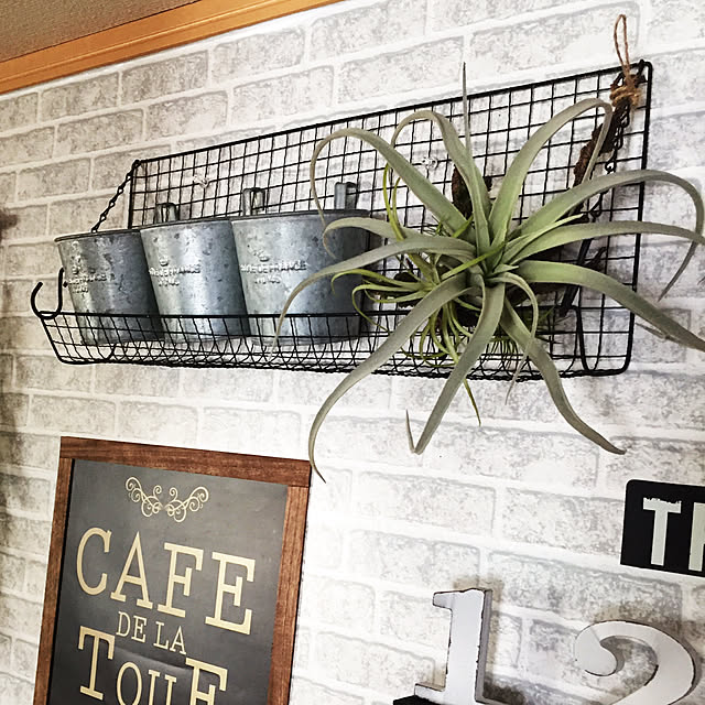 本物みたいな魅力 ニトリのエアプランツ 造花の飾り方 Roomclip Mag 暮らしとインテリアのwebマガジン 本物みたいな魅力 ニトリのエアプランツ 造花の飾り方 Roomclip Mag 暮らしとインテリアのwebマガジン