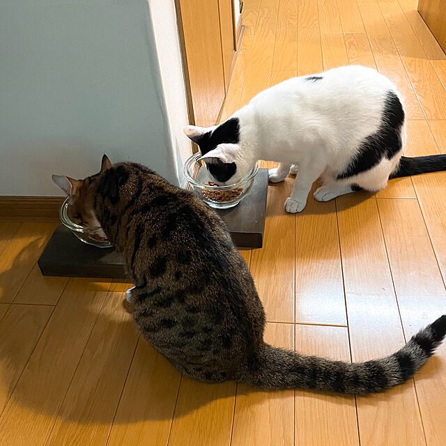 「〇〇を逆さまにして塗るだけ♪優しいひと手間の利いた猫用食事台のレシピ」 by nobikoさん