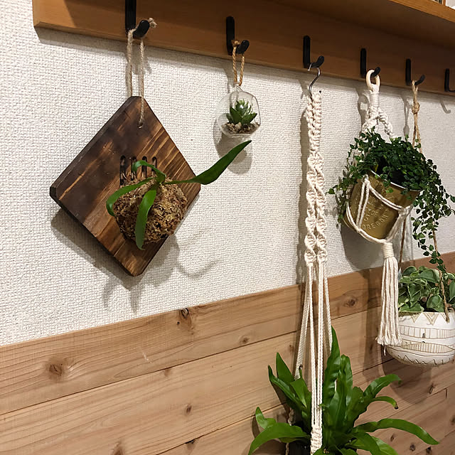 「100均の〇〇で作る、ビカクシダの簡単板付け」 by CoffeeHouseさん