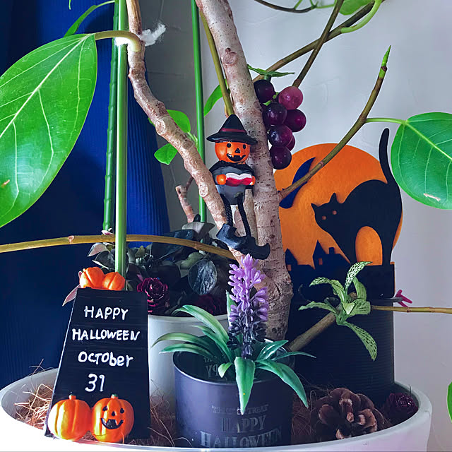 観葉植物の木を使って,フィカスアルテシーマ,ハロウィン,観葉植物大好き❤︎,観葉植物のある暮らし,花のある暮らし,緑と花と暮らす,おはようございます♪(๑ᴖ◡ᴖ๑)♪,Lounge fuuの部屋