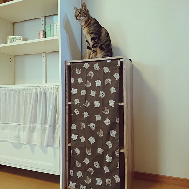 カラーボックス,ダイソーてぬぐい,猫,本棚 maoshinの部屋
