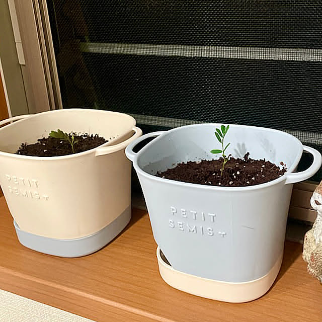 On Walls,バイカラー,DAISO購入品,ミモザ種から育てる,ミモザ,観葉植物のある暮らし,夏,倉庫,倉庫で暮らす,倉庫の中に家を建てる,倉庫に暮らす,倉庫の中の家,キレイを保つ,汗かく季節,今日も健やかに,かわいい,癒しの空間,癒しの場所,癒しスペース SIELUの部屋