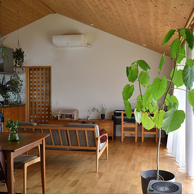 Lounge,ナチュラル,平屋,平屋暮らし,木のある暮らし,自然素材の家,観葉植物,ウンベラータ,グリーンのある暮らし,ソファ kanaの部屋