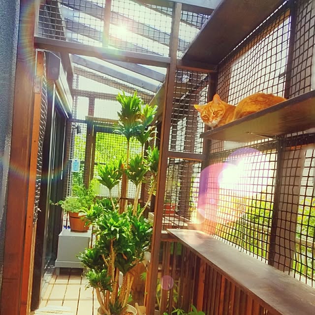 My Shelf,DIY,キャットタワー,猫デッキ,ノーラン村,ねこのいる日常,植物,脱走防止ネット,自然塗料,お庭まわり,デッキガーデン,ガーデニング,ウッドデッキ,うれしいん棚,木製,ねこと暮らす,サンルーム,キャットウォーク,キャットステップ ARCATSの部屋