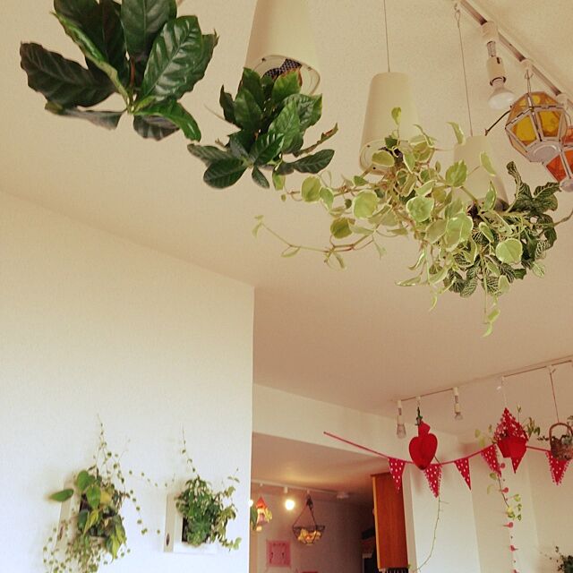 簡単ボタニカル 無印良品の壁にかけられる観葉植物実例 Roomclip Mag 暮らしとインテリアのwebマガジン