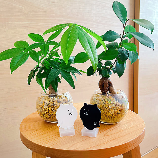 Lounge,パキラ,ガジュマル,観葉植物のある暮らし,観葉植物,趣味時間,一人暮らし,趣味,癒し,趣味を楽しむ pankumaの部屋
