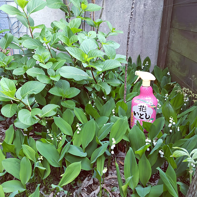 Entrance,ガーデニング,花のある暮らし,害虫対策,アースガーデン,暮らしのハンドブック2022,花いとし,庭の花,庭のあるくらし,癒し,庭,築30年超,紫陽花,アジサイ,すずらん,日陰の庭 ampinの部屋