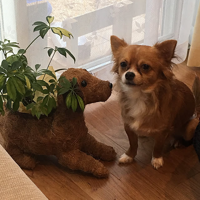 Lounge,カポック♡,おきにいり♡,ペットと暮らす♡,我が家のペット♡︎,植物,観葉植物 chapepoの部屋