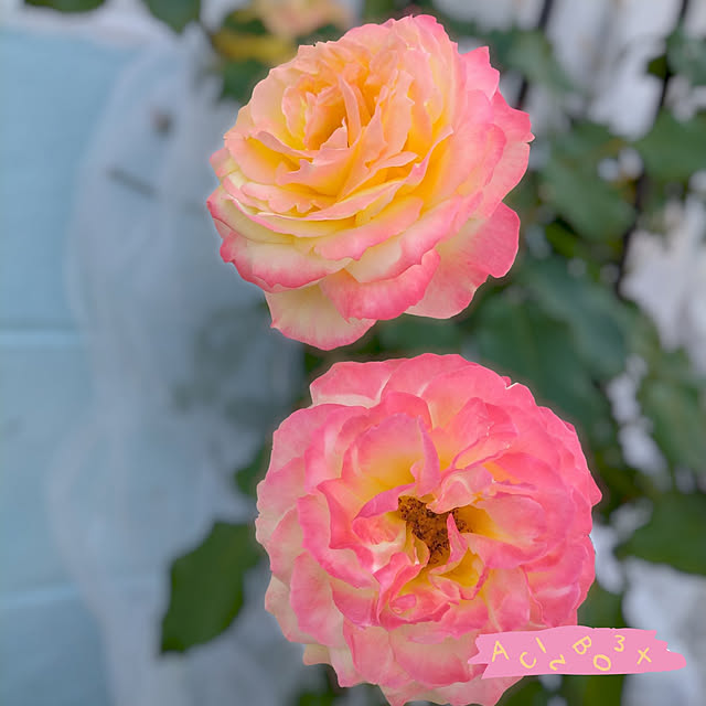 ガーデニング,花のある暮らし,害虫対策,アースガーデン,暮らしのハンドブック2022,花いとし,RCの出会いに感謝♡,フォローワー様いつも有難う♡,バラ,楽しみ隊❣,Lounge corocoro2525の部屋