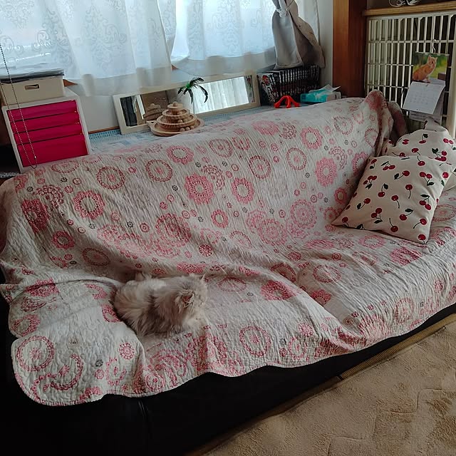 Lounge,お気に入りの柄,無垢材,珪藻土壁,チンチラペルシャ,国産木材,木の家,ねこと暮らす,出窓のある暮らし makaronの部屋
