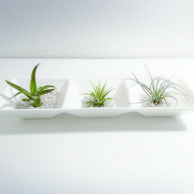 Overview,賃貸,賃貸アパート,シンプルが好き,ホワイトが好き,アパート暮らし,ものの少ない暮らし,アパート,ダイソーのエアープランツ,エアープランツ,エアープランツ初心者,ニトリの食器 mochikichiの部屋