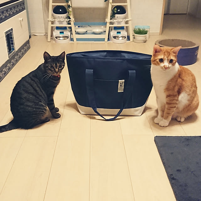 Lounge,猫と暮らす。,ねこのいる日常,猫専用賃貸,脱ねがてぃ部 公認サポーター,一人暮らし,くうちゃん,めいちゃん,エコバッグ,やっぱり青が好き taka-kiの部屋