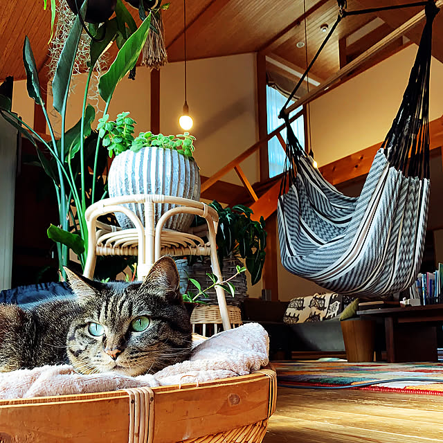 Lounge,リビング,アロマティカス,ストレリチア レギネ,猫のいる風景,植物のある暮らし,ハンモックのある暮らし,復活した植物たち,オーディブル聴き漁る毎日,漆喰壁,木の家,LA SIESTA onsix777の部屋