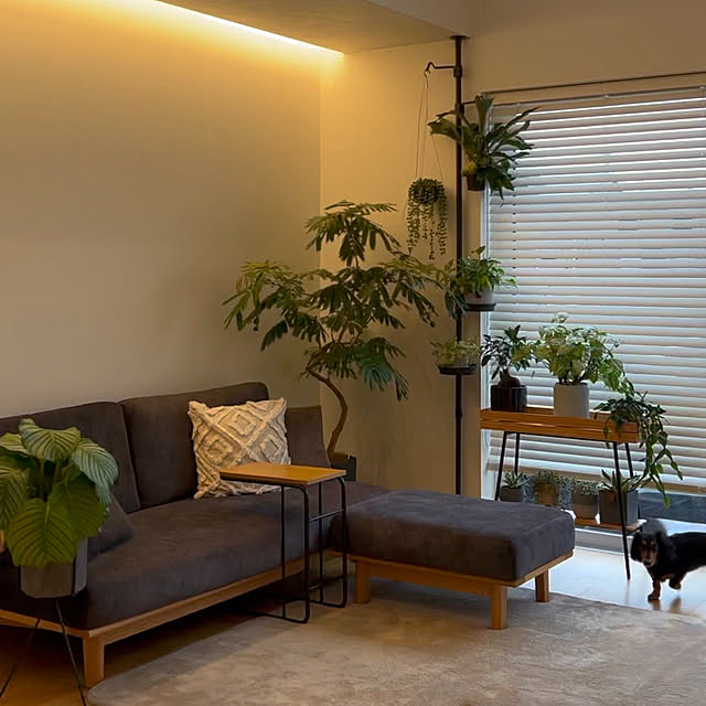 ソファ,観葉植物,吹き抜けリビング,吹き抜けのある家,植物のある暮らし,観葉植物のある暮らし,いぬとの暮らし,ラグ,犬のいる暮らし,グリーンのある暮らし,リビング,ニトリのラグ,ナガノインテリアのソファ nashie7474の部屋