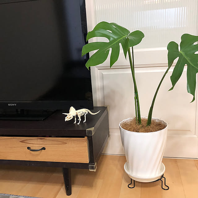Lounge,観葉植物のある部屋,観葉植物,観葉植物のある暮らし,モンステラ,ハンドメイド,鉢植え,白いインテリア,白いインテリア♡,しろいおうち azureの部屋