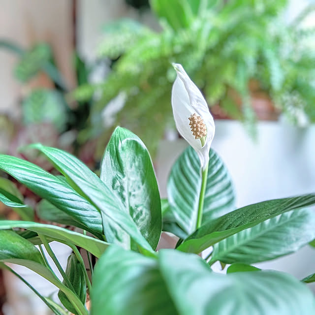 園芸屋さん顔負けの品ぞろえ！種類豊富なダイソーの「観葉植物」