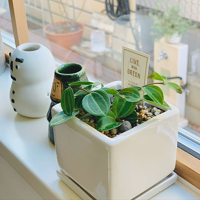 窓,ペペロミアアングラータ,植木鉢,葉っぱばっかりごめんなさい,コメントお気遣いなく♡,いつもありがとうございます♡(*´Θ`),観葉植物,Bedroom,ニトリ mogの部屋