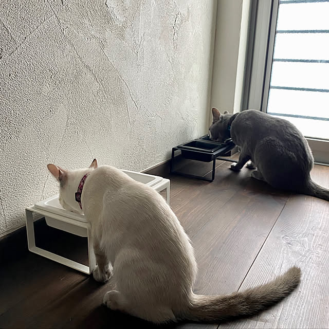 ロシアンブルー,ねこと暮らす,猫との暮らし,家づくり,イギリスヴィンテージ,インテリア,シャムミックス,無垢材,おうち時間を楽しむ,漆喰壁,ig→capel_ig,丁寧な暮らし,アンティーク,楽天ROOM☞capel,ねこのいる日常,vintage,保護猫,猫と暮らすインテリア,ねこと暮らす。,保護猫と暮らす,猫と暮らす,ヴィンテージ,シャムトラ,ヴィンテージシック,イギリスアンティーク,Entrance,夏のスペシャルクーポン,RoomClipショッピング capelの部屋