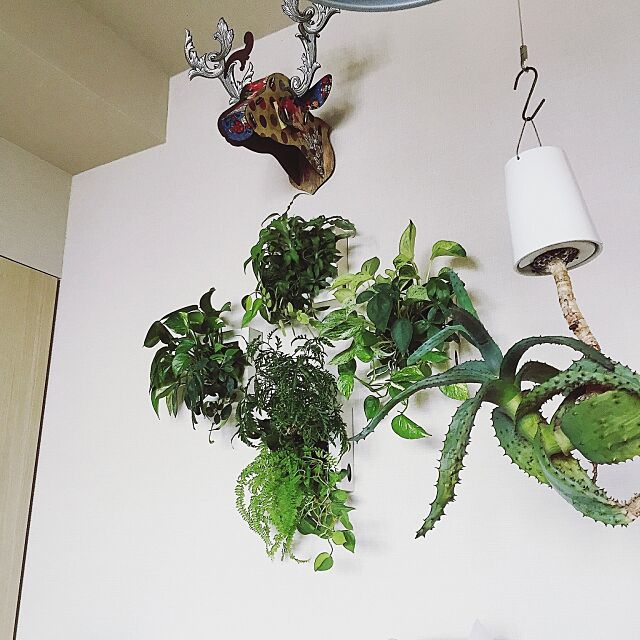 On Walls,壁にかけられる観葉植物,無印良品,観葉植物,植物 abeの部屋