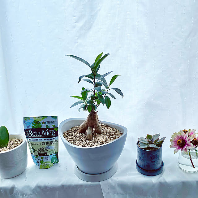 Lounge,ガーデニング初心者,観葉植物,多肉植物,植物のある暮らし,虫対策,BotaNice,ガジュマル sallyの部屋