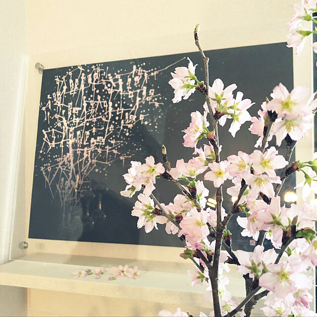 My Shelf,早咲きの桜,さくら,無印 アクリルフレーム,無印 壁に付けられる家具,花のある暮らし,無印良品,桜,お部屋の中の桜色 mugi1123の部屋
