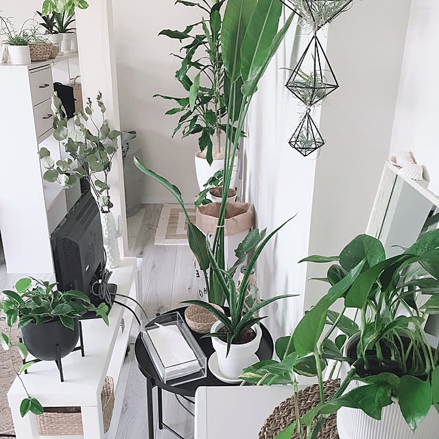 〇〇のある暮らし,ホヤ,H&M HOME,グリーンのある暮らし,観葉植物,IKEA,グリーン,100均,癒し,ポトス,On Walls moon.mの部屋