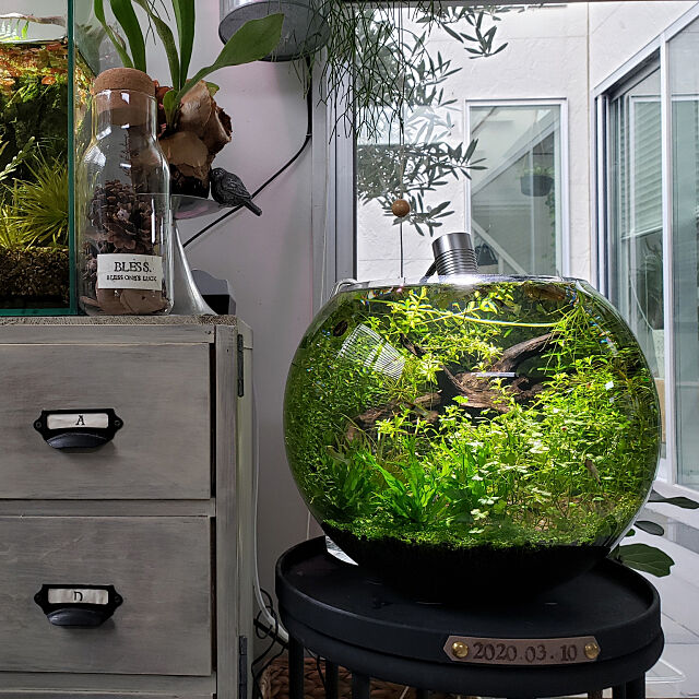 My Shelf,DIY,ig→mimt38,熱帯魚,水槽,ボトルアクアリウム,観葉植物 mi-の部屋