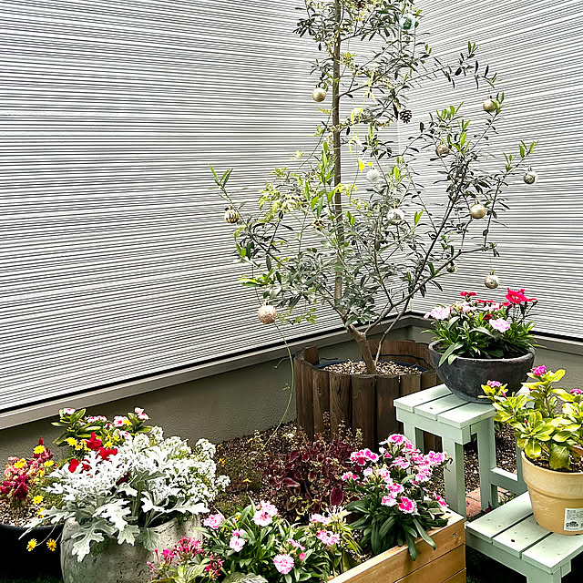 Entrance,寄せ植え初心者,冬の花,クリスマス飾り,オリーブの木,中庭,ナチュラル,クリスマス,シンプル sukemamuの部屋