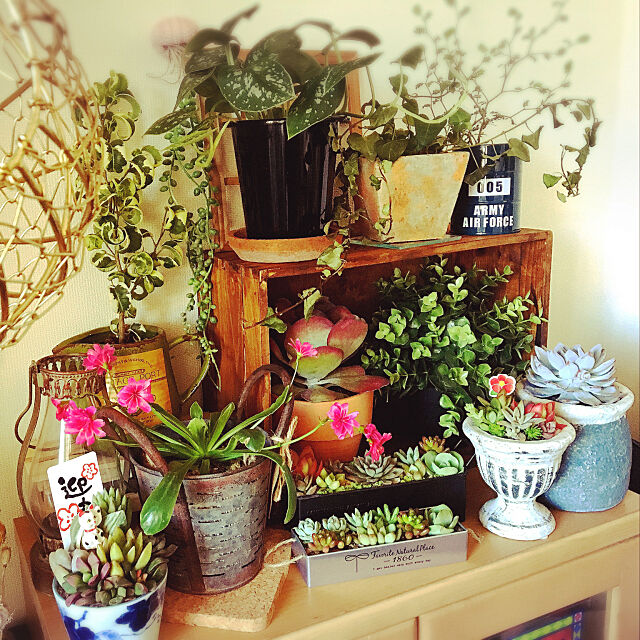 My Shelf,雑貨,多肉植物,一人暮らし,みどりのある暮らし,観葉植物のある暮らし ayu.ayuko-esh77の部屋