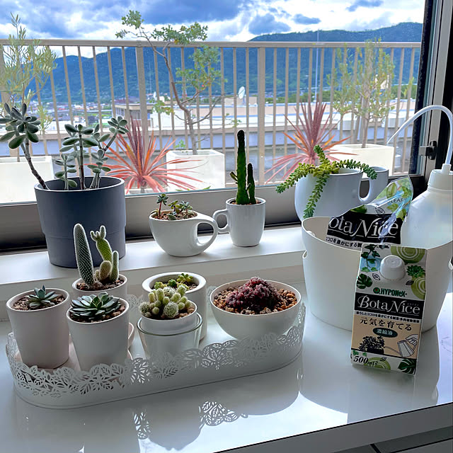 希釈液の作り方,BotaNice,虫対策,植物のある暮らし,多肉植物,観葉植物,ボタニカルライフ,My Shelf,どんより空,アース製薬 KLの部屋