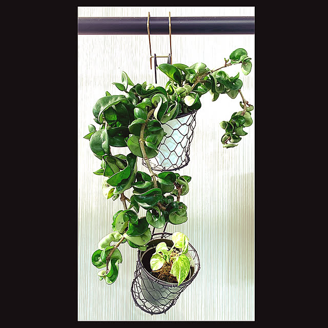 観葉植物,雑貨,100均,一人暮らし,多肉植物,セリア,モノトーン,Overview spicycat385の部屋