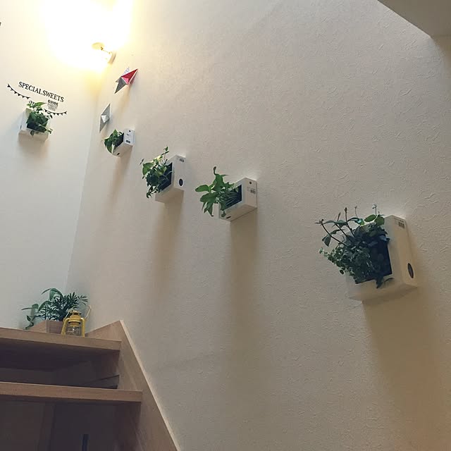 On Walls,壁にかけられる観葉植物,無印良品,ナチュラル,白 akkoの部屋