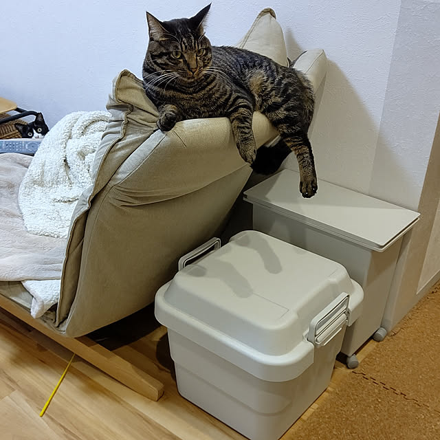 Lounge,収納,ねこと暮らす。,猫大好き,姉弟ではありません。,無印良品,ゴミ箱,ハイバックリクライニングソファ,築古マンション,床シュガーメイプル,リノベ？リフォーム？,イベント参加中,保護猫,放り込むだけ収納,コルクマット,騒音対策,頑丈ボックス,誤字すみません,ペットと暮らすインテリア,キジトラ♂ むっく,ハチワレ♀ すず,むー・すーコンビ hihaの部屋