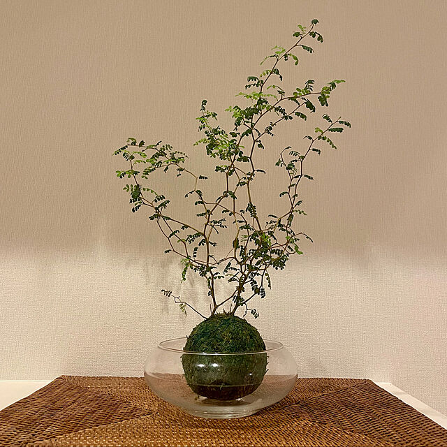 ソフォラリトルベイビー,苔玉,ダイソー,観葉植物,Entrance yuiの部屋