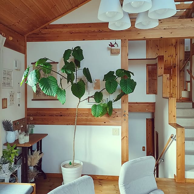 Lounge,フィカスウンベラータ,ウンベラータ,観葉植物,観葉植物のある暮らし,緑のある暮らし,木の家,2階リビング,スキップフロア,勾配天井,インスタと同じpic ai.happyplaceの部屋