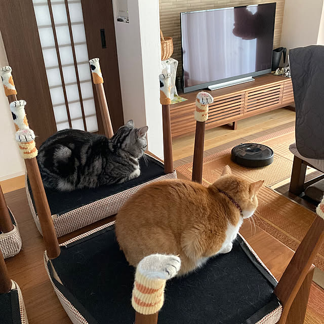 My Desk,ダイケン 吊り戸,カリモク家具,ルンバ,ヒコラー,イケヒコ い草ラグ,ダイソー ねこ足椅子カバー,ねこと暮らす,2月22日,猫の日,ねこの日,掘りごたつ,ダイニングテーブル,新生活,2月22日は猫の日 mkmkmoominの部屋