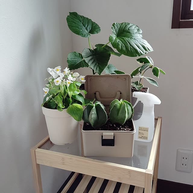 My Shelf momomamaの部屋