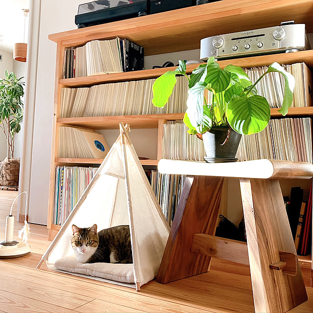 テント,猫と暮らす,観葉植物,グリーンのある暮らし,マンションリノベ,植物のある暮らし,マンションリノベーション,ねこと暮らす conmichanの部屋
