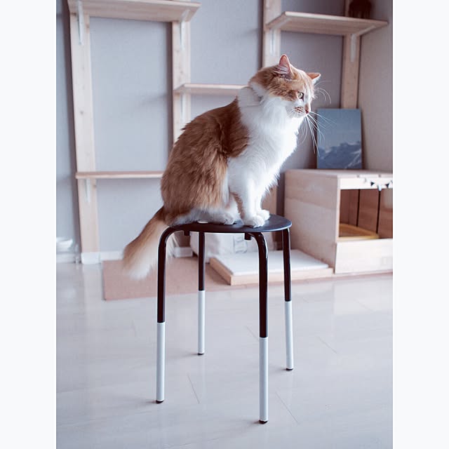 Lounge,マスキングテープ,スツール リメイク,スツール,IKEA スツール,ネコ,ねこ,もみじ君,ねこのいる日常,猫インテリア,マンション,北欧,北欧インテリア,IKEA,モノトーン,ナチュラルモノトーン Reikoの部屋