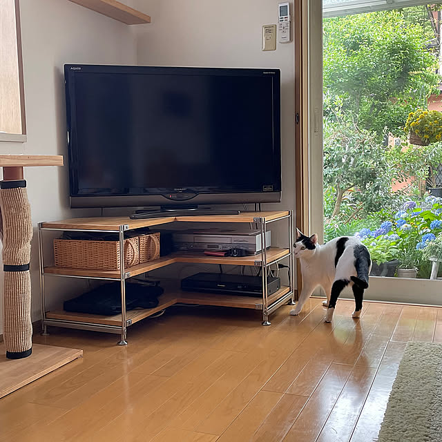 ラグ　姉　キジトラ,無印良品のテレビ台,テレビ周りの収納,イベント参加,ネコ姉弟,ビー　弟　白黒,Lounge,3コインズのカゴ,ミニキャットタワー nobikoの部屋
