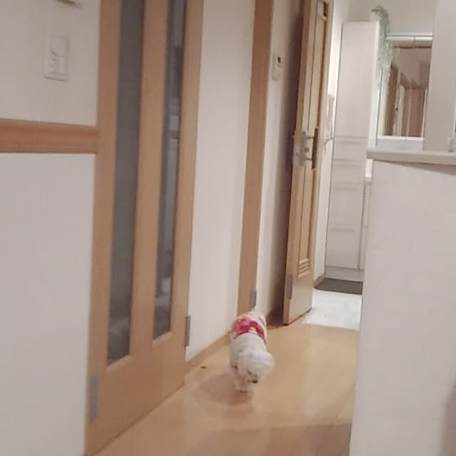 Overview,老犬16歳,老犬と暮らす,ぶつかり防止,マルチーズ magnoliaの部屋