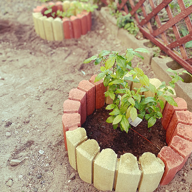 庭作りはまだ途中…,庭作りをenjoyする暮らし,庭作り中,庭作り,レンガの花壇 DIY,レンガの花壇,レンガ,ブルーベリーの木,ブルーベリー,Entrance R.S.Kの部屋