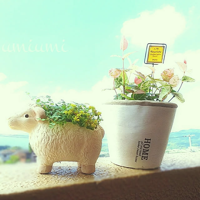 My Shelf,植木鉢,見てくれてうれしいです(๑•̀ㅁ•́ฅ✧,お花のある暮らし,忙しくても楽しんで♡,自分らしく自由に…,いいね&フォローありがとうございます☆,セダム♡,ハツユキカズラ♡,マルバマンネングサ,『RCカントリー倶楽部』,RCの出会いに感謝♥︎,いつもありがとう(*´ー｀*),ダイソーの鉢,羊ちゃん♪,コメントお気遣いなく(⁎ᴗ͈ˬᴗ͈⁎),コメントいつも本当にありがとう umiumiの部屋