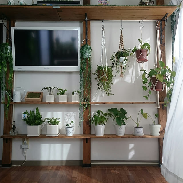 My Shelf,狭い部屋,1R,PILLAR BRACKET,2×4,1×4,ハンギング,植物,ワンルーム,一人暮らし,ひとり暮らし,ニトリ,ダイソー,賃貸,6畳,DIY,壁掛けテレビ springcanolaの部屋