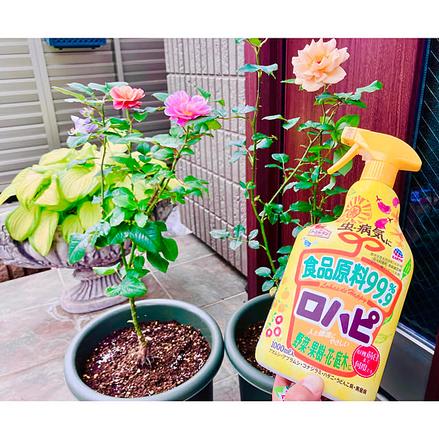 アースガーデン,害虫対策,ガーデニング,見てくださりありがとうございます♡,タイムライン…ゆっくりですが遡り中,ロハピ,見てくださる皆さまに感謝,いつも反応が遅く、ごめんなさい,のちほどゆっくりお邪魔します(*^^*),ゆっくりお邪魔いたします♡,モニター投稿,モニター当選ありがとうございます,Entrance,①薔薇編（新苗）,ディスタントドラムス,ジュリア,タイプ3 ジュリア,タイプ2 ディスタントドラムス tinkunの部屋
