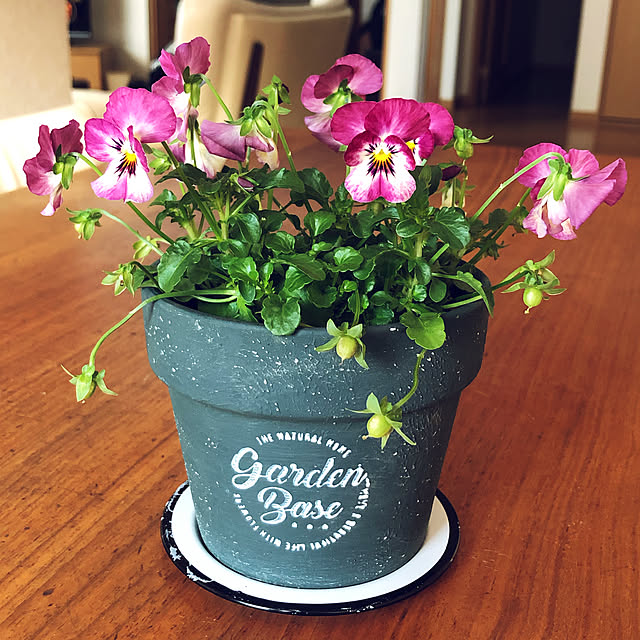 ダイソー植木鉢,My Desk Sunocoの部屋